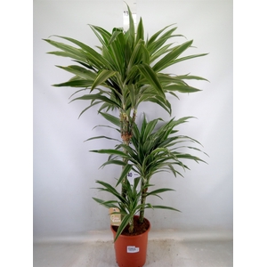 Dracaena fr de 'Warneckei'