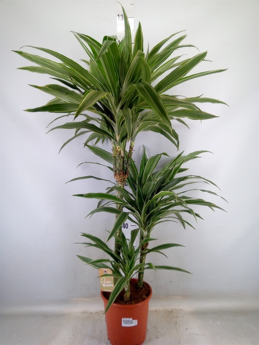 <h4>Dracaena fr de 'Warneckei'</h4>