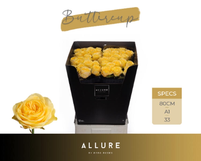 <h4>R Gr Buttercup Allure Berg</h4>