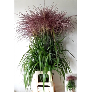 MISC SINENSIS OV