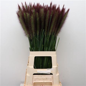 Pennisetum Black Beauty