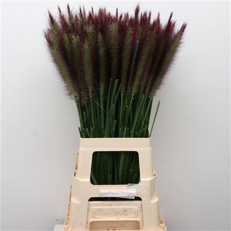 <h4>Pennisetum Black Beauty</h4>