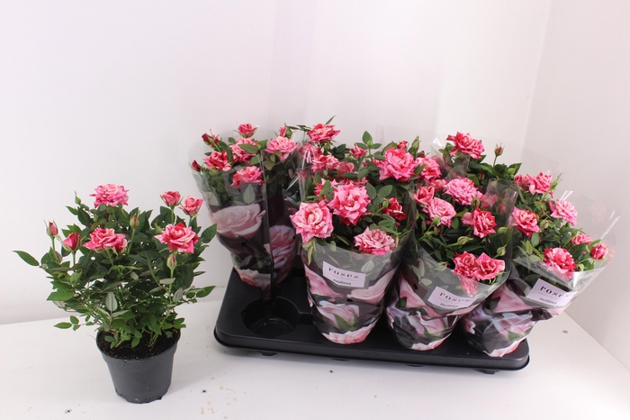 <h4>RO GANNA HIT</h4>