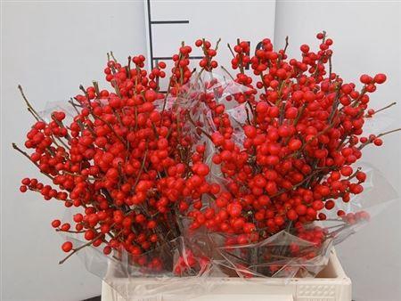 <h4>Ilex Ve Rode Bes</h4>