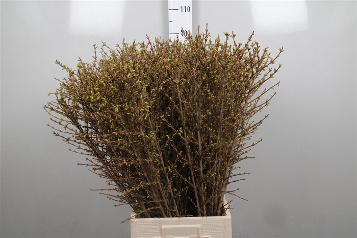 <h4>Forsy I Spectabilis</h4>