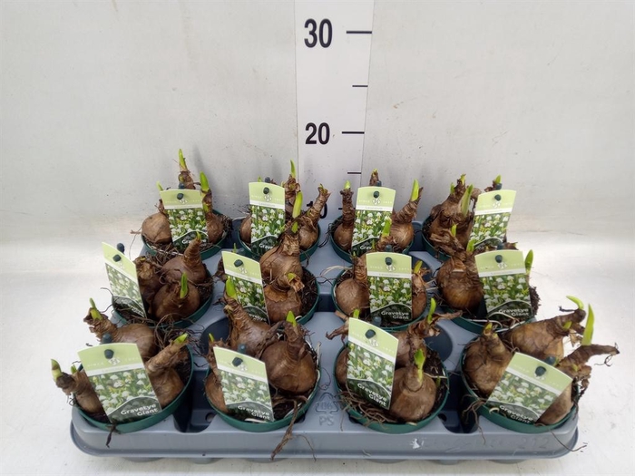 <h4>Leucojum aestivum</h4>