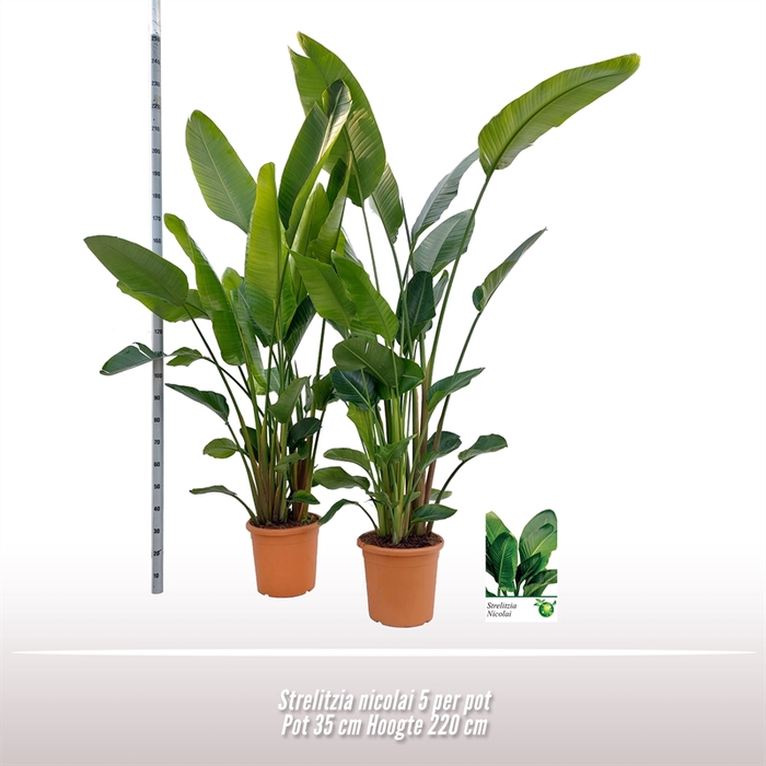 <h4>Strelitzia nicolai 5-6 per pot</h4>