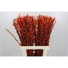 Salix Caprea Snow Flake P. Orange