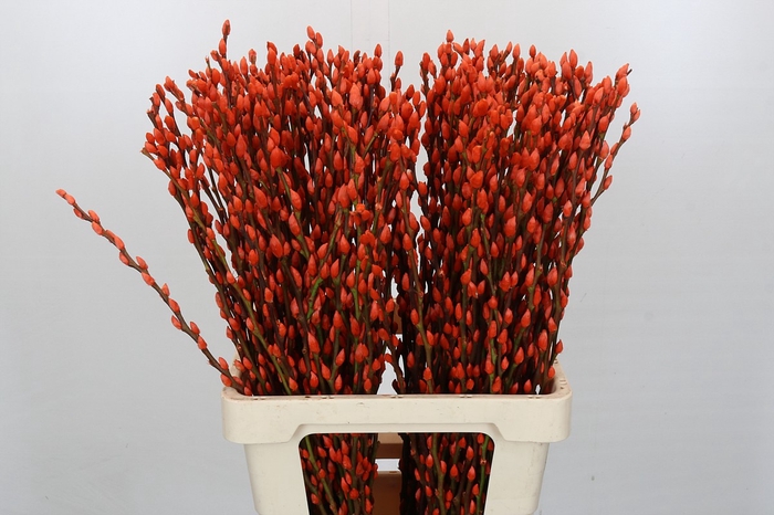 <h4>Salix Caprea Snow Flake P. Orange</h4>