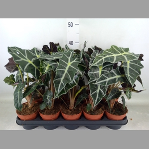 Alocasia amazonica 'Polly'