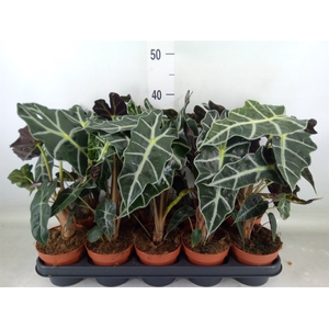 Alocasia amazonica 'Polly'
