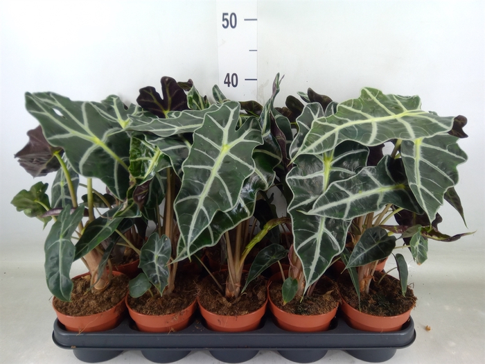 <h4>Alocasia amazonica 'Polly'</h4>