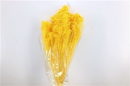 Dried Brooms L Yellow Bunch