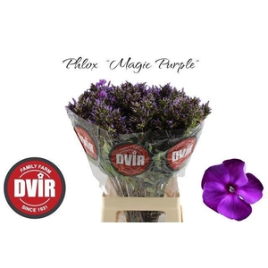 PHLOX P MAG PU ILLUS PER 50#