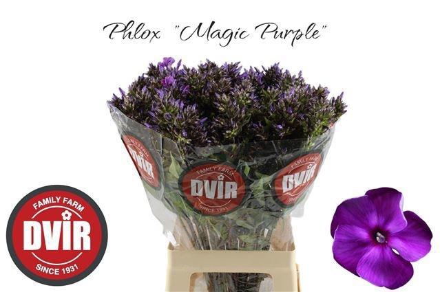 <h4>PHLOX P MAG PU ILLUS</h4>