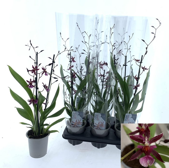 <h4>ONCIDIUM OV</h4>