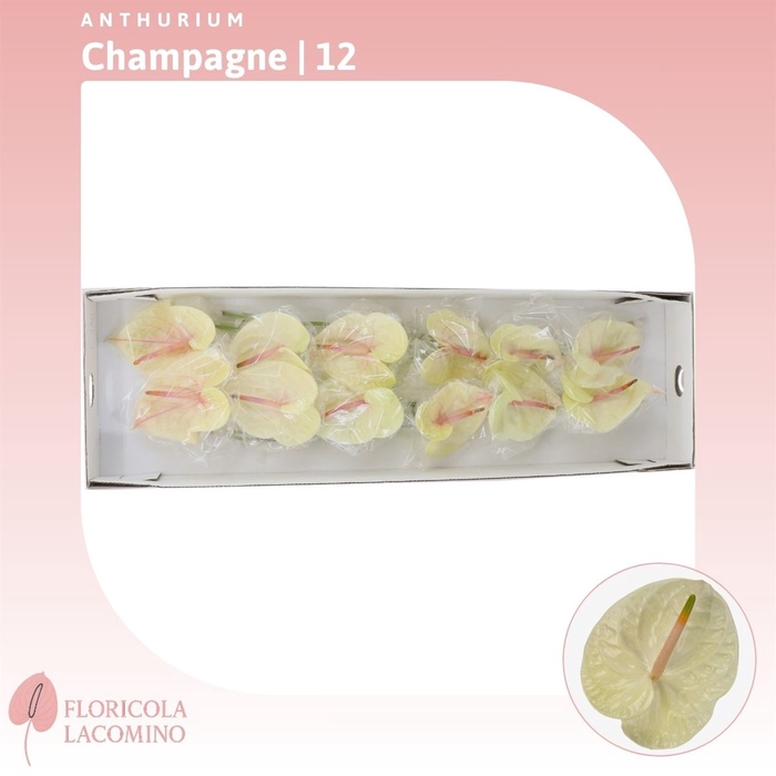 <h4>Anthurium Champagne</h4>