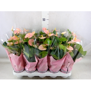 Anthurium andr. 'Spirit'