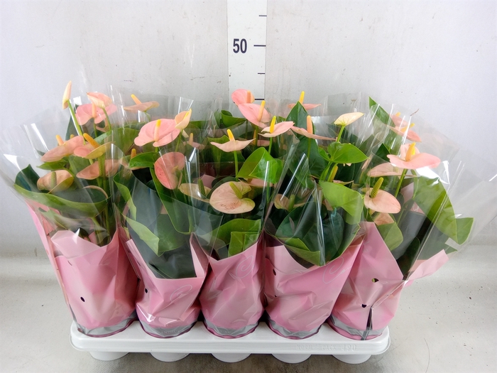 <h4>Anthurium andr. 'Spirit'</h4>