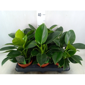 Philodendron  'Green Princess'