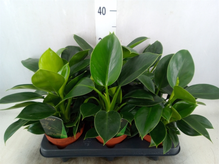 <h4>Philodendron  'Green Princess'</h4>