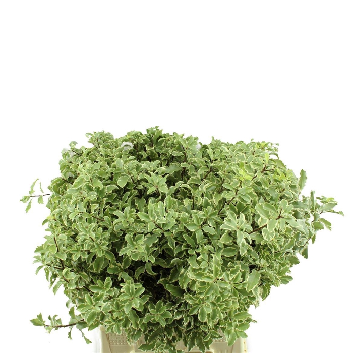 <h4>Pittosporum Nigra</h4>