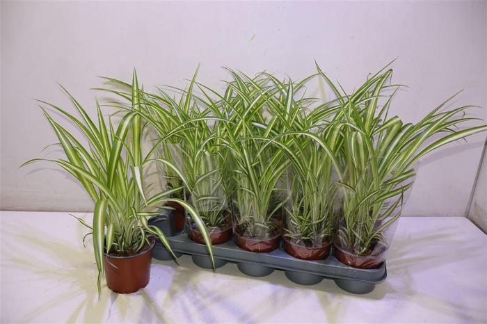 <h4>Chlor Com Variegatum</h4>