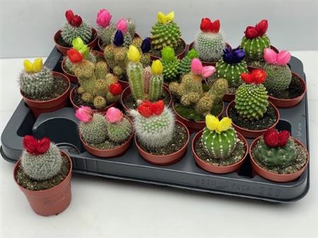 arr8 Cactus Versierd