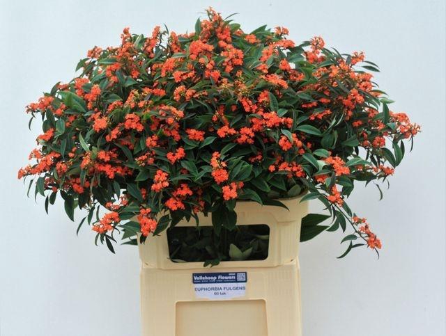 <h4>EUPH F T QUEEN ORANG#</h4>