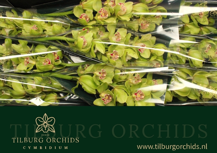 <h4>CYMB T HMS VERONA</h4>