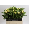 Paeonia Sunny Girl