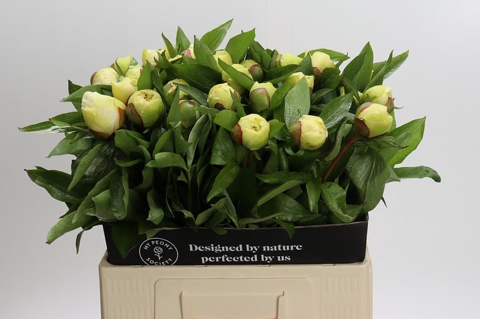 <h4>Paeonia Sunny Girl</h4>