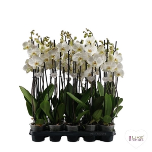 Phalaenopsis wit-gele lip - 3 tak 70cm