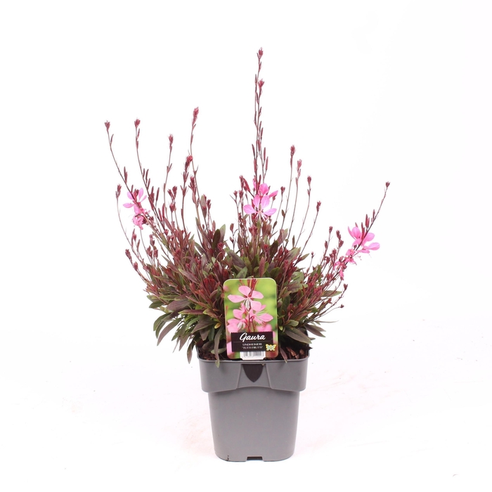 <h4>Gaura lindheimeri 'Tutti Frutti'</h4>