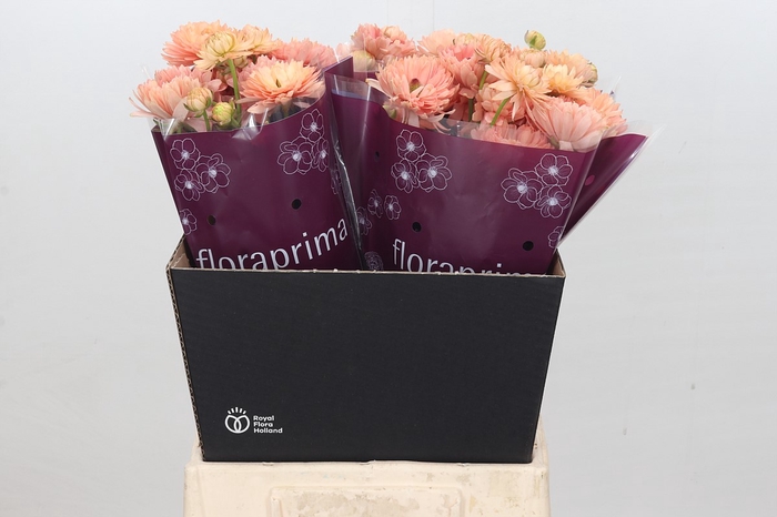 Ranunculus Elegance Salmon