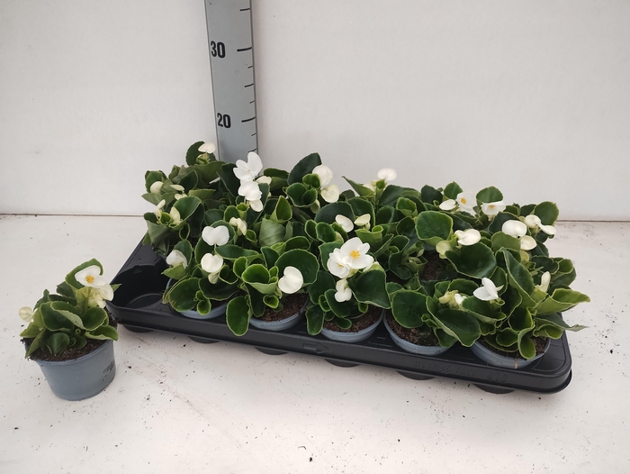 <h4>BEGO SE VOL WHITE</h4>