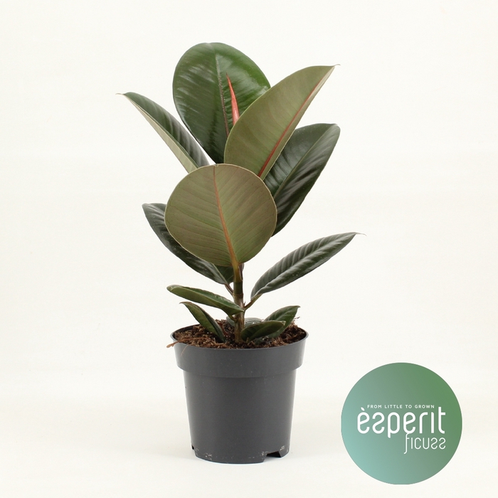 <h4>Ficus El Robusta</h4>