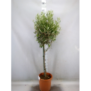 Olea europaea