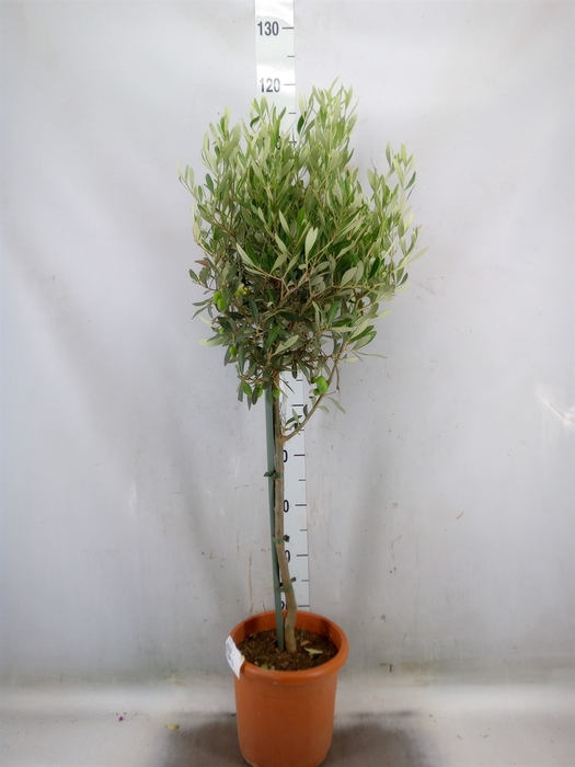 <h4>Olea europaea</h4>