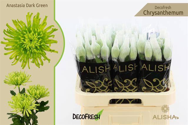 <h4>CHR G ANAST D GREEN BQ</h4>