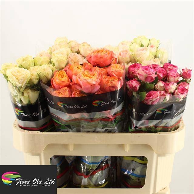 <h4>R Tr Mix X25 Flora Ola</h4>