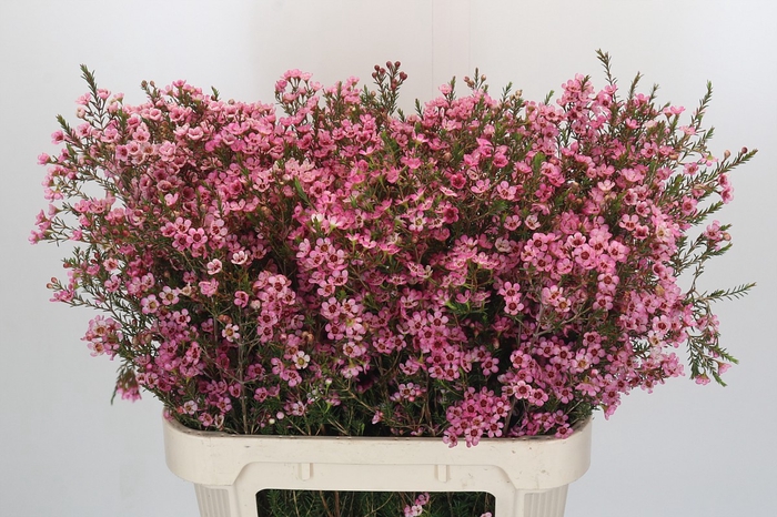 <h4>Chamelaucium Sarah's Delight</h4>