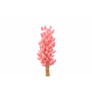 Dried Lagurus X5 Bl Light Pink Bunch