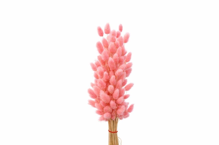 <h4>Dried Lagurus X5 Bl Light Pink Bunch</h4>