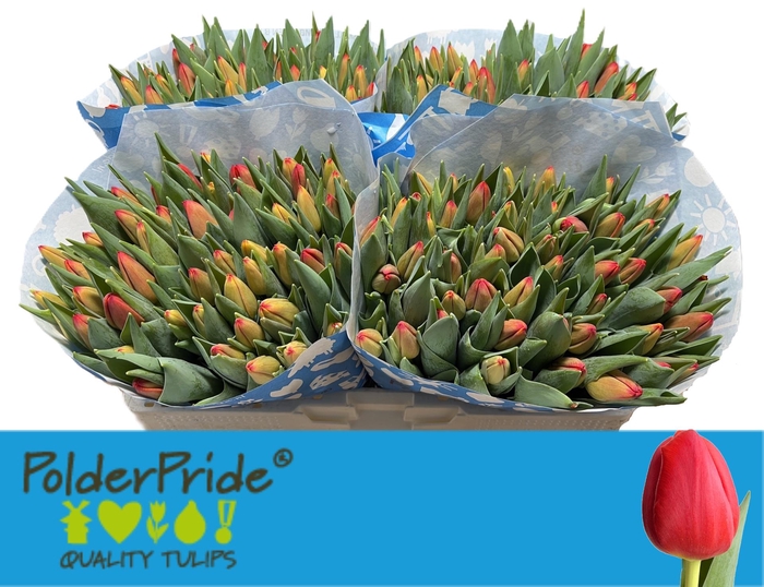 <h4>TU EN ARTEMIS</h4>