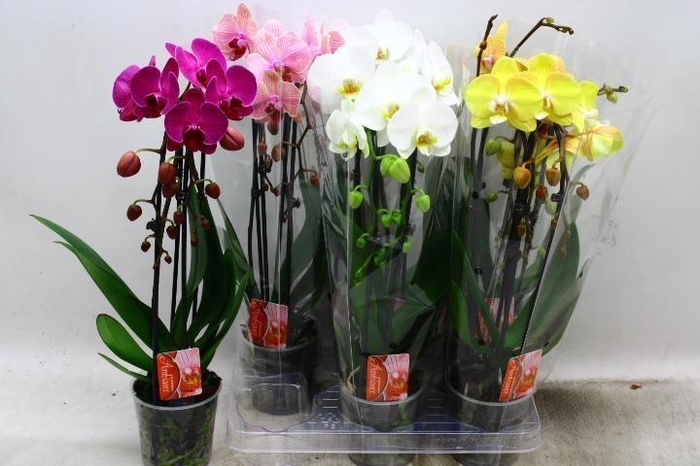 <h4>PHAL EL CASCADE</h4>