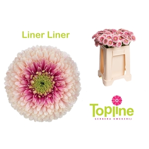 Ge Mb Bol Linerliner