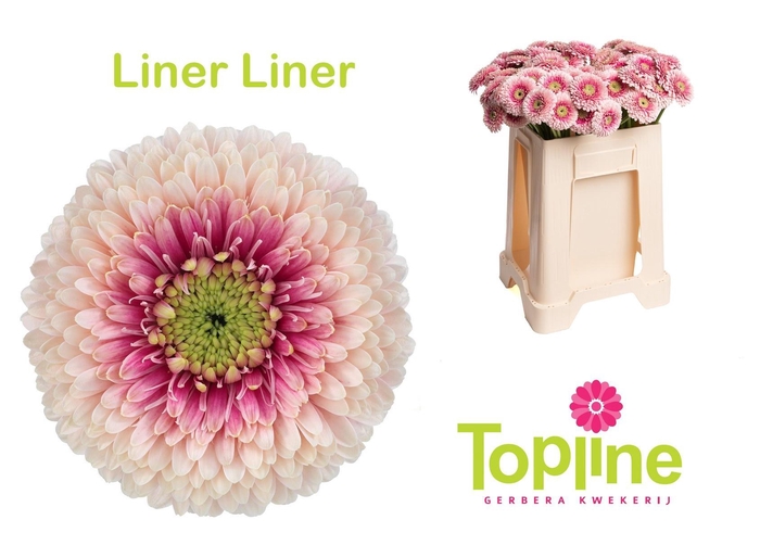 <h4>GE MB BOL LINERLINER</h4>
