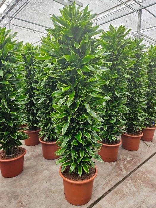 <h4>Dracaena Golden Coast</h4>