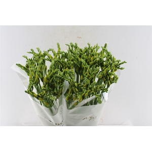 Fr Du Ballade Yellow